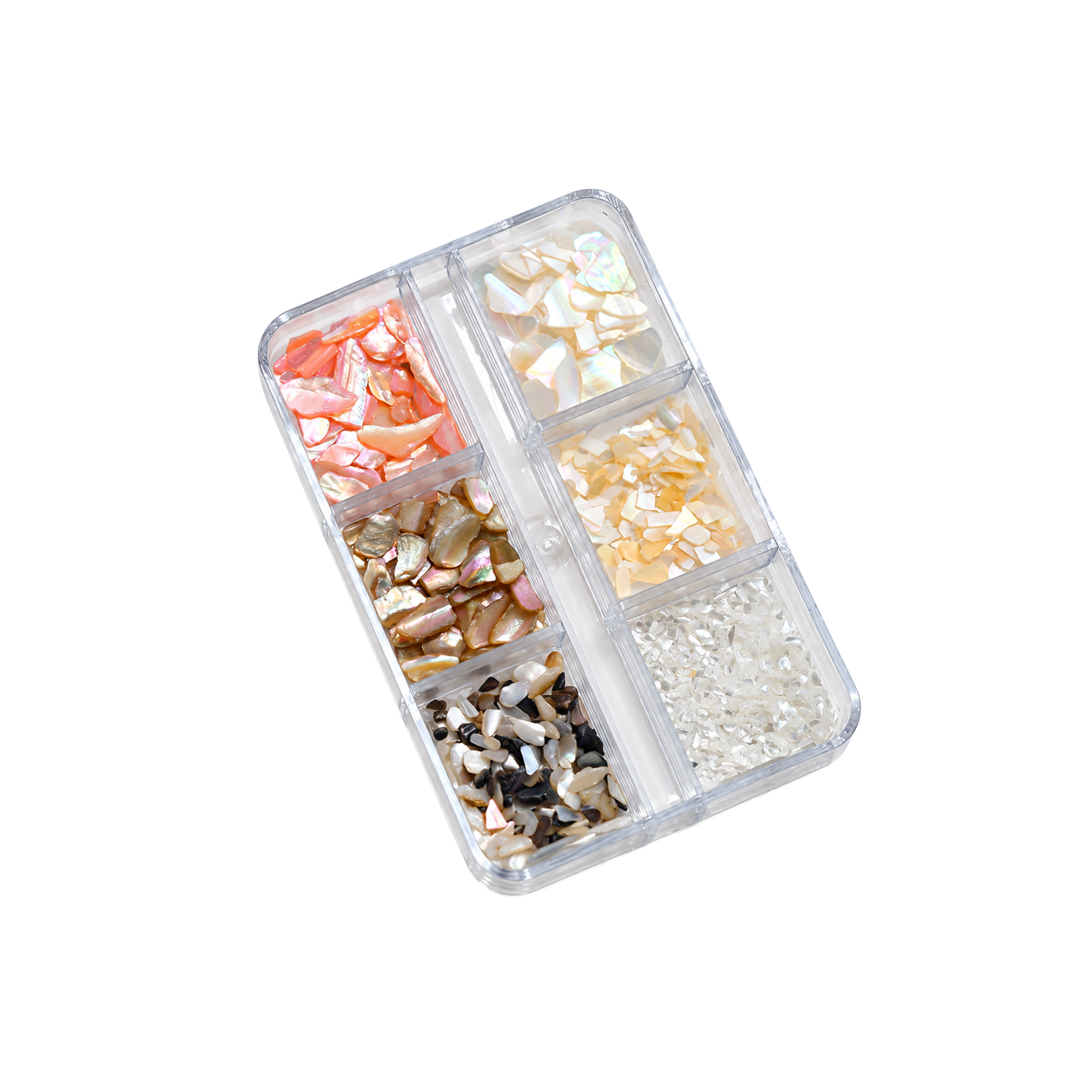Seashells 1